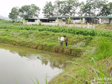 Huyện Anh Sơn đưa trang trại chăn nuôi ra xa khu dân cư