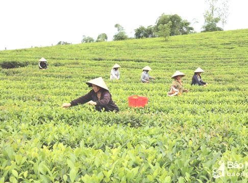 Nghệ An: Nông dân sản xuất chè sạch theo công nghệ Nhật Bản