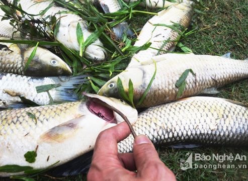 Sự cố vỡ đập bùn thải: Hơn 500 hộ dân bị thiệt hại