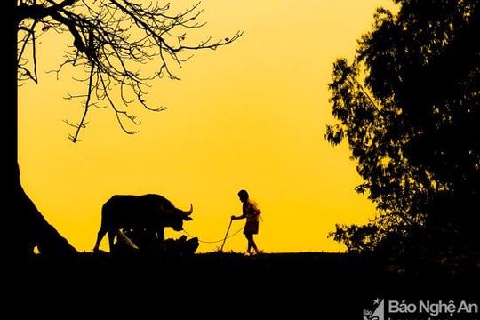 Đẹp ngỡ ngàng bờ đê quê Nghệ