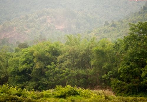 Phó Thủ tướng Trịnh Đình Dũng: 'Rừng Việt Nam có vai trò vô cùng quan trọng'