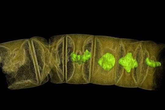 Hóa thạch 1,6 tỷ năm làm lung lay thuyết về sự sống