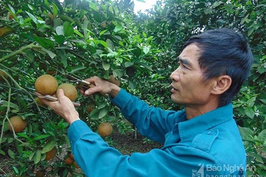 Quỳnh Lưu: Cam chín muộn, nông dân thu tiền tỷ