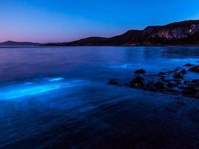 Nguồn gốc ánh sáng xanh dương rực rỡ trên bãi biển Australia