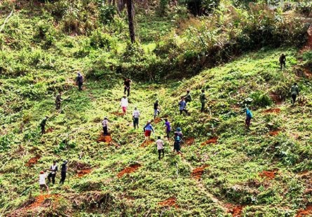 100% cán bộ xã biên giới giúp dân khai hoang đất trồng chanh leo