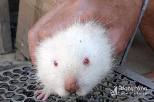 Nghệ An: Đào được dúi bạch quý hiếm