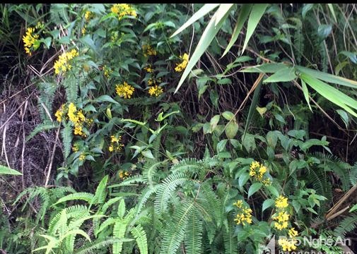 Những loài cây gieo chết chóc ở vùng cao Nghệ An