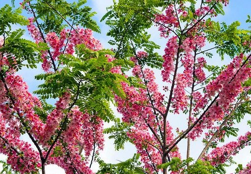 Lần đầu tiên 2.000 cây đậu anh đào được trồng trên diện rộng ở Nghệ An