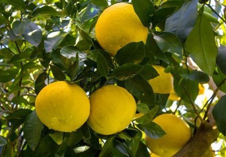 Nông sản đặc sản xách tay ngoại nhập đổ về Việt Nam