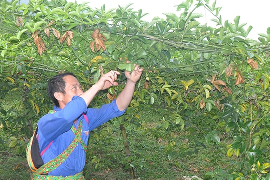 'Quả ngọt' trên đất khó