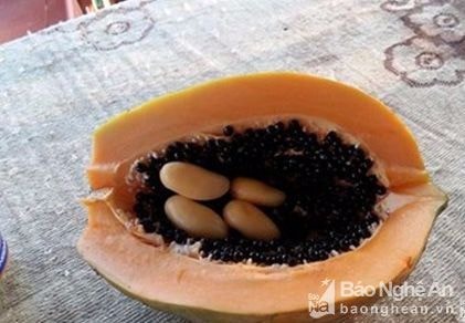 Chuyện lạ ở Nghệ An: Dân đổ xô đi xem đu đủ 'có thai'