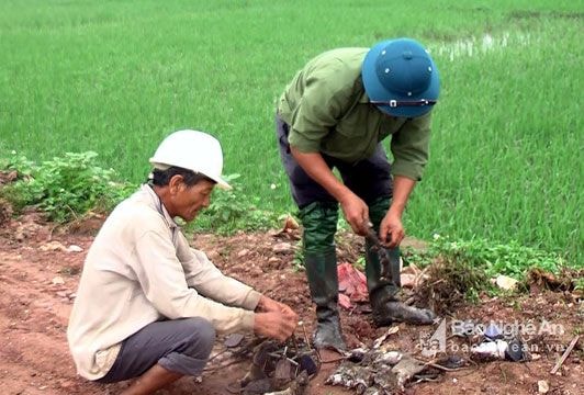 Các địa phương đối phó với nạn chuột phá lúa