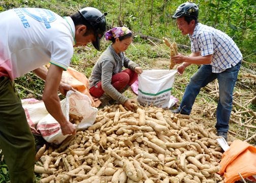Công ty TNHH chế biến nông sản Hoa Sơn mở rộng vùng nguyên liệu sắn