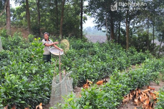 Nghệ An: Hơn 100 nông sản có thế mạnh