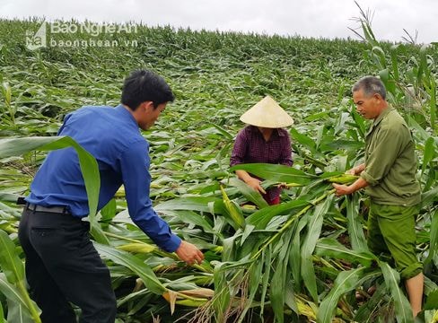 Nghệ An: Lốc xoáy làm gãy đổ nhiều diện tích ngô xuân