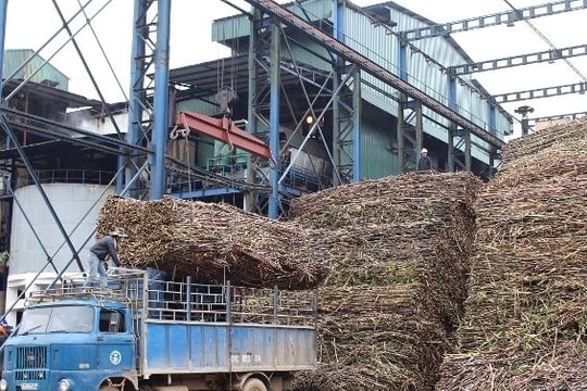 Thiếu nguyên liệu, nhà máy đường "đóng" máy sớm