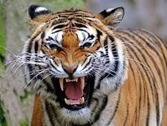 Vì sao 4 dòng họ lớn ở Nghệ An kiêng ăn loài vật họ mèo?