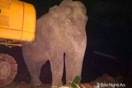 Nghệ An: Người dân thân thiện ôm voi hoang dã