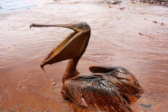 Những bức ảnh gây sốc về ô nhiễm nguồn nước trên thế giới