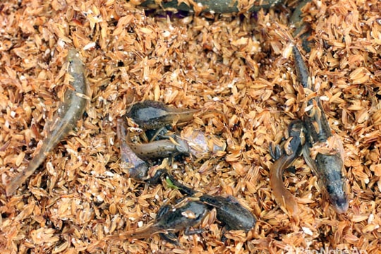 'Độc chiêu' bắt cá bằng bã rượu