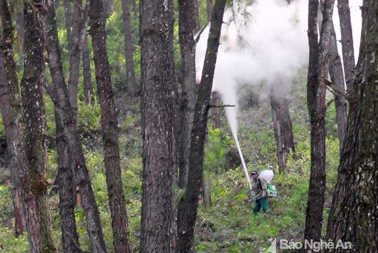 Yên Thành: Sâu róm gây hại hơn 400 ha rừng thông