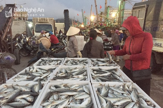 Ngư dân Quỳnh Lưu trúng đậm cá bạc má