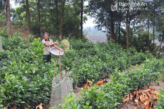 Cơ cấu ngành nghề ở nông thôn chuyển dịch mạnh mẽ