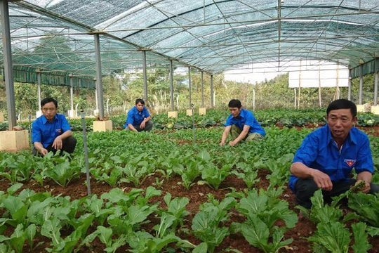 TNXP Nghệ An sang Lào giúp dân trồng keo, nuôi gà