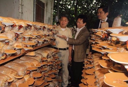 Nông dân thi đua sản xuất, góp sức xây dựng nông thôn mới