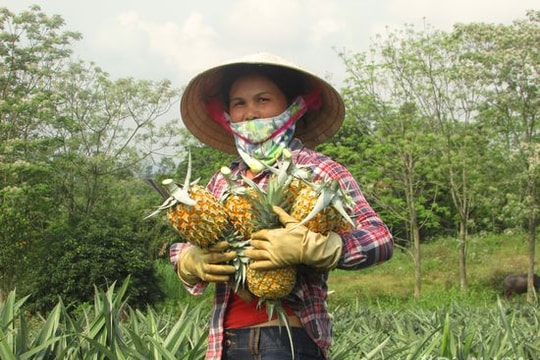 Nông dân Nghệ An có thêm mùa dứa 'ngọt'