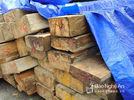 Kỷ luật 3 cán bộ để xảy ra tình trạng khai thác gỗ samu trái phép