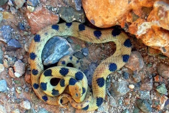 Kiếm 'bộn tiền' từ những công việc kỳ lạ