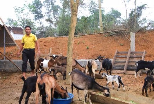 Quỹ Hỗ trợ nông dân Nghệ An giúp nhiều nông hộ làm giàu