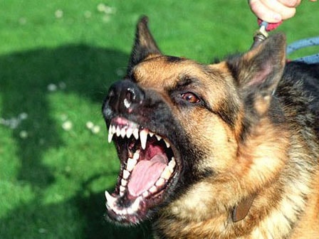 Những điều cần biết về bệnh dại ở chó