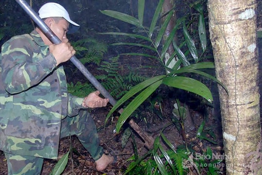 Tóe máu khi săn rễ cau rừng bán cho thương lái Trung Quốc