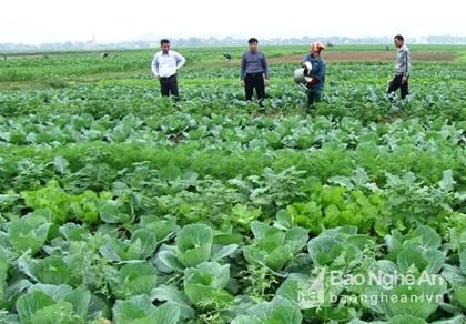 Muốn được công nhận sản xuất nông nghiệp sạch cần những tiêu chí gì?