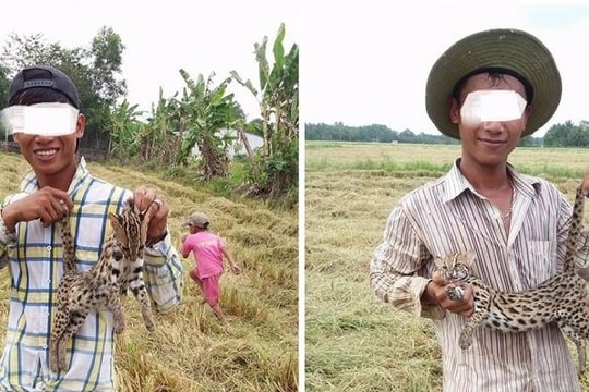 Truy tìm thanh niên khoe 'chiến tích' giết mèo rừng trên Facebook