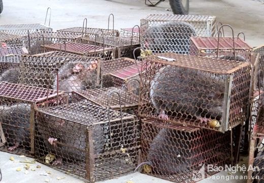 Nghệ An: Bắt giữ đối tượng vận chuyển 40 con dúi không rõ nguồn gốc