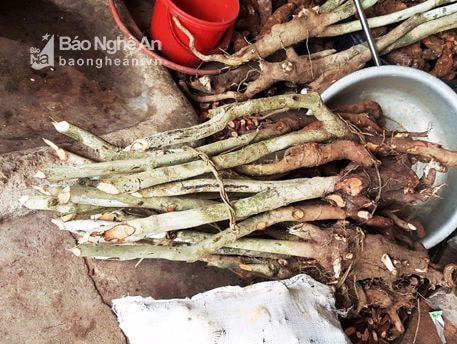 Tư thương thu mua gốc cây dược liệu Trà hoa vàng quý hiếm ở Nghệ An