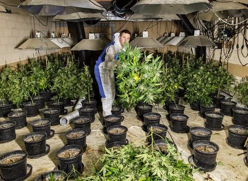 Trẻ em Việt Nam bị ép làm nô lệ trồng cần sa ở Anh