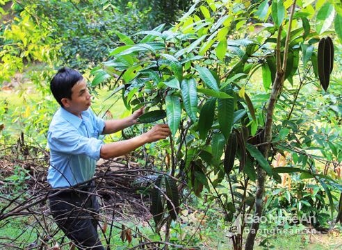 Quế Phong chỉ đạo ngăn chặn tư thương thu mua gốc cây Trà hoa vàng