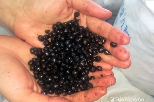 650 kg cà phê được làm giả từ đậu nành rang cháy