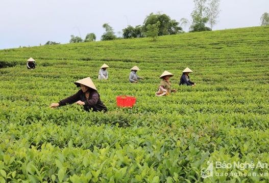 Nghệ An sẽ cổ phần hóa 3 doanh nghiệp trong lĩnh vực nông, lâm nghiệp