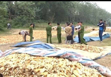 Nghệ An: Thu giữ 5 tấn khoai mài sử dụng hóa chất không rõ nguồn gốc