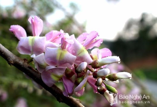 Hoa đậu anh đào khoe sắc trên miền Tây Xứ Nghệ