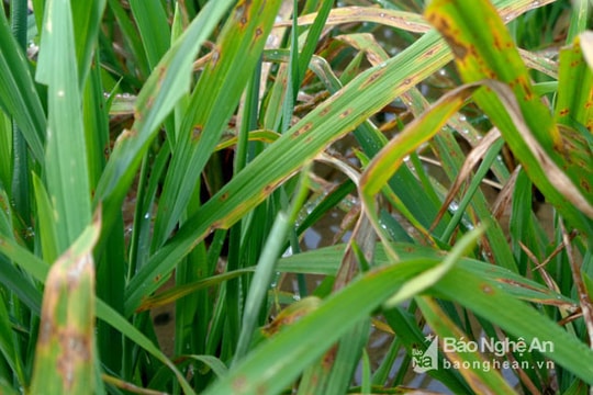 Bệnh đạo ôn có nguy cơ làm giảm năng suất lúa