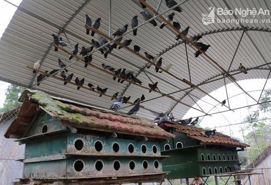 Nông dân Anh Sơn nuôi bồ câu Pháp thu nhập khá