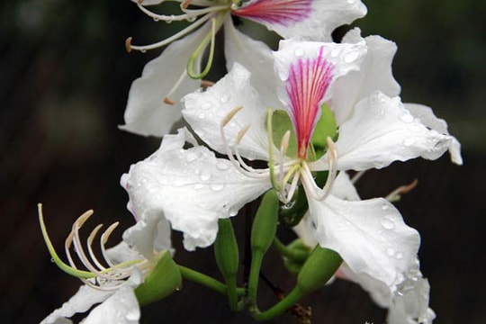 Mùa hoa ban nơi miền Tây xứ Nghệ