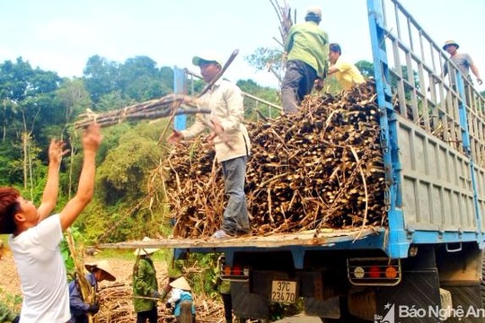 Nghệ An: Có tình trạng tranh mua mía nguyên liệu?