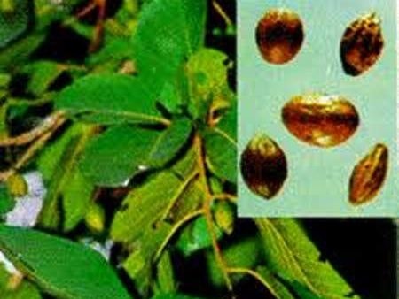 9 bài thuốc chữa khàn tiếng